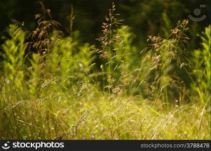 Blooming grass on a sunny meadow