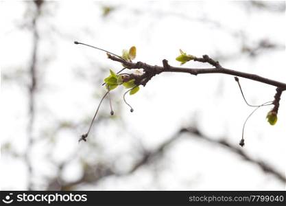 blooming green buds on the branches of a tree
