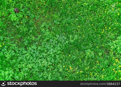 Blooming green lawn with blooming wildflowers, top view