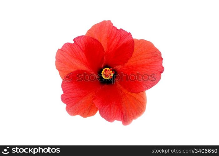 blooming head of red hibiscus, isolated, close-up