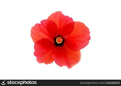blooming head of red hibiscus, isolated, close-up