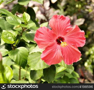 Blooming hibiscus flower in a garden