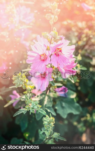 Blooming hollyhock in garden or park. Flowers bed. Pink Mallow flowers .