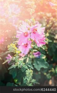 Blooming hollyhock in garden or park. Flowers bed. Pink Mallow flowers .