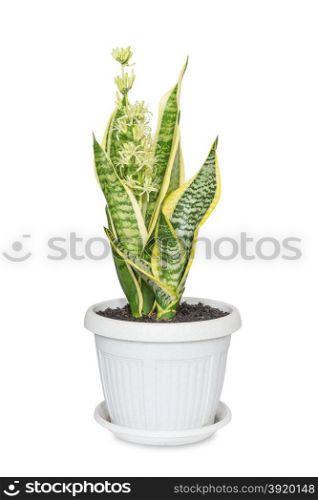 Blooming home flower Sansevieria, covered with drops of nectar, in flowerpot, isolated on a white background