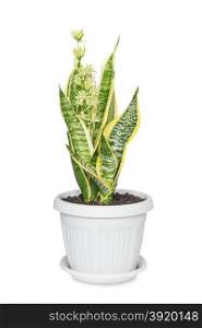 Blooming home flower Sansevieria, covered with drops of nectar, in flowerpot, isolated on a white background
