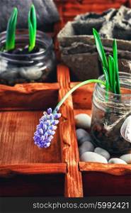 Blooming hyacinth and spring seedlings in a wooden box rustic. Spring blooming sprouts