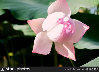 Blooming in the pond the Lotus. Lotus blossoms in the greenhouse