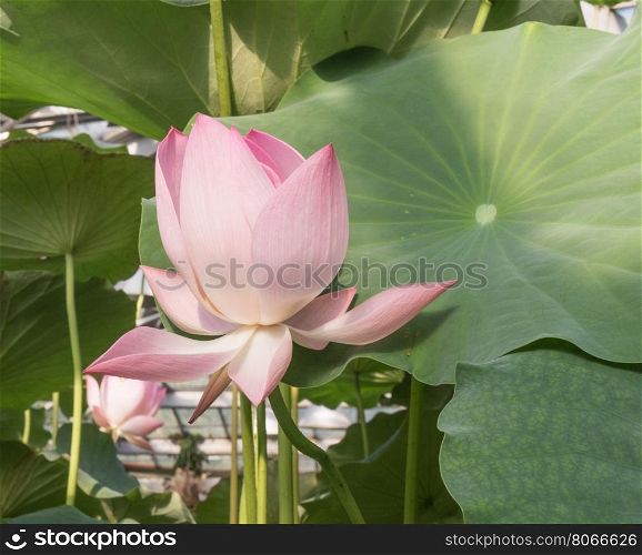 Blooming in the pond the Lotus on a background of green leaves