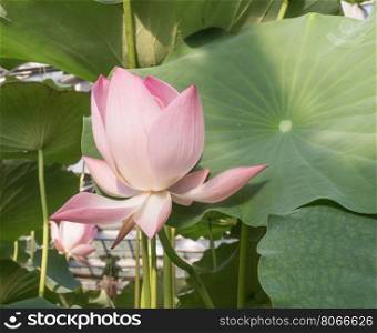 Blooming in the pond the Lotus on a background of green leaves