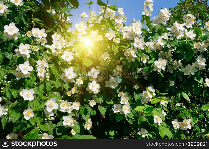 blooming jasmine bush on a background of blue sky