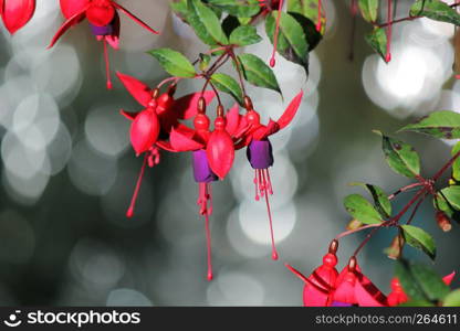 blooming lady's eardrops, red and purple fuchsia magellanica flower