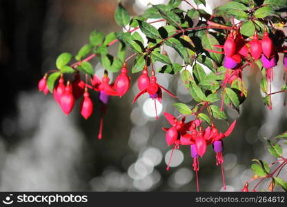 blooming lady's eardrops, red and purple fuchsia magellanica flower