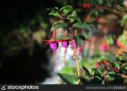 blooming lady's eardrops, red and purple fuchsia magellanica flower