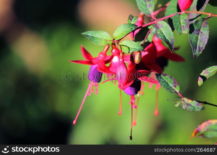 blooming lady's eardrops, red and purple fuchsia magellanica flower