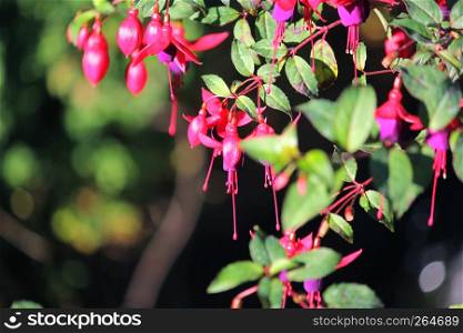 blooming lady's eardrops, red and purple fuchsia magellanica flower