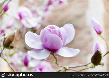 Blooming large pink magnolia flower during spring time season