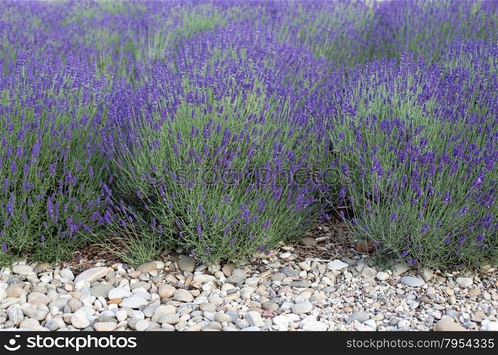 Blooming lavender and stones in front
