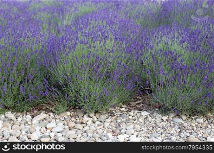 Blooming lavender and stones in front