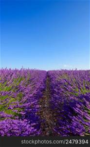 Blooming lavender endless rows at France