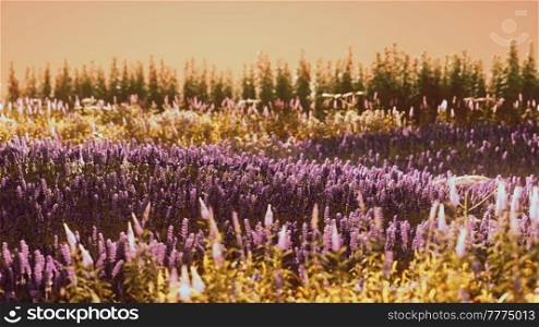 Blooming lavender field under the colors of the summer sunset