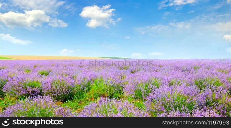 Blooming lavender in a field on a background of blue sky. Agricultural landscape. Wide photo.