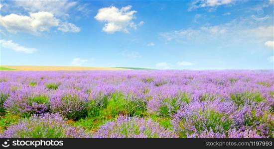 Blooming lavender in a field on a background of blue sky. Agricultural landscape. Wide photo.