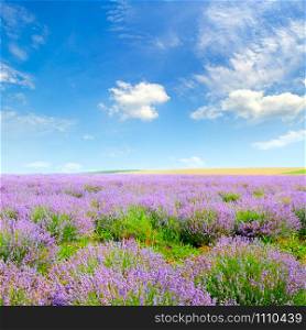 Blooming lavender in a field on a background of blue sky. Shallow depth of field. Focus on the foreground.