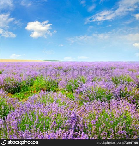 Blooming lavender in a field on a background of blue sky. Shallow depth of field. Focus on the foreground.