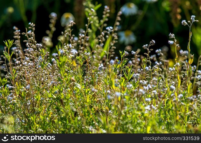 Blooming light blue flowers on a green grass. Meadow with wild flowers. Flowers is seed-bearing part of a plant, consisting of reproductive organs that are typically surrounded by a brightly coloured petals and green calyx.