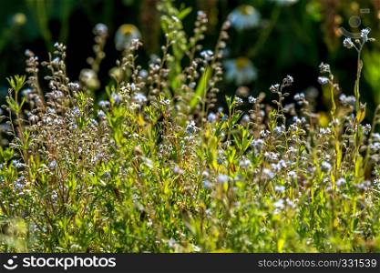 Blooming light blue flowers on a green grass. Meadow with wild flowers. Flowers is seed-bearing part of a plant, consisting of reproductive organs that are typically surrounded by a brightly coloured petals and green calyx.
