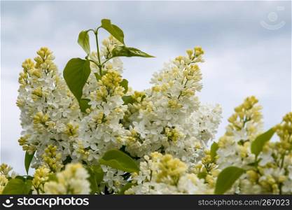 Blooming lilac bush in spring time. Blossoming lilac flowers. Flowering lilac bush in Latvia. Blooming white lilac flowers in spring season on background of sky.