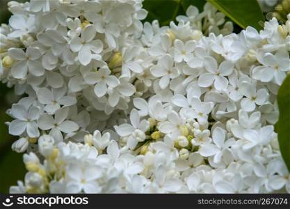 Blooming lilac bush in spring time. Blossoming lilac flowers. Flowering lilac bush in Latvia. Blooming white lilac flowers in spring season.