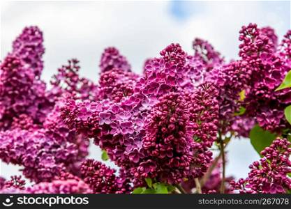 Blooming lilac bush in spring time. Blossoming lilac flowers. Flowering lilac bush in Latvia. Blooming pink lilac flowers in spring season on background of sky.