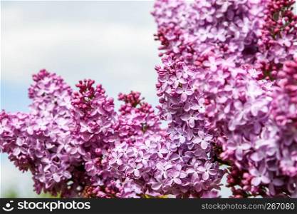 Blooming lilac bush in spring time. Blossoming lilac flowers. Flowering lilac bush in Latvia. Blooming pink lilac flowers in spring season on background of sky.