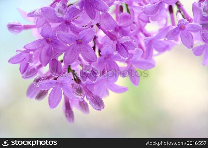 Blooming lilac flowers in garden