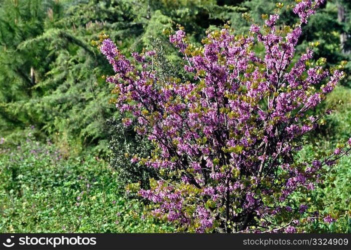 Blooming lilac plant which flowers only for a couple of weeks in May. Spring colors.