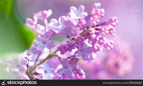 Blooming lilac. Seasonal natural backgrounds