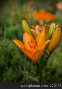 Blooming lilies in the garden, floriculture as a hobby. Cultivation of flowers of different grades and color.. Blooming lilies in the garden, floriculture as a hobby.