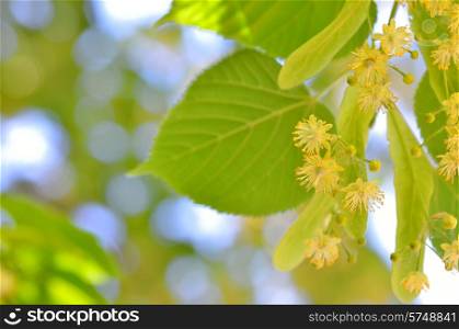Blooming linden, lime tree in spring time