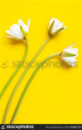 Blooming lotus fower on yellow white background. Top view