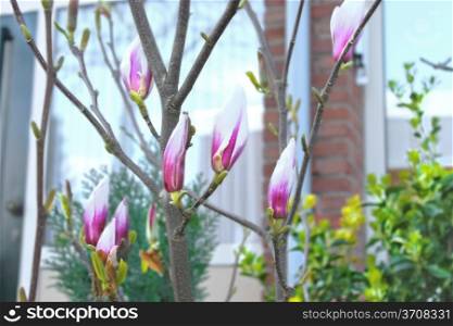 Blooming magnolia in a spring garden