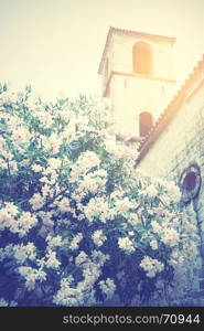 Blooming magnolia in Old town of Kotor, Montenegro. Retro style filtered image