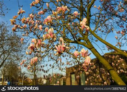 Blooming magnolia in spring Dutch city at sunset
