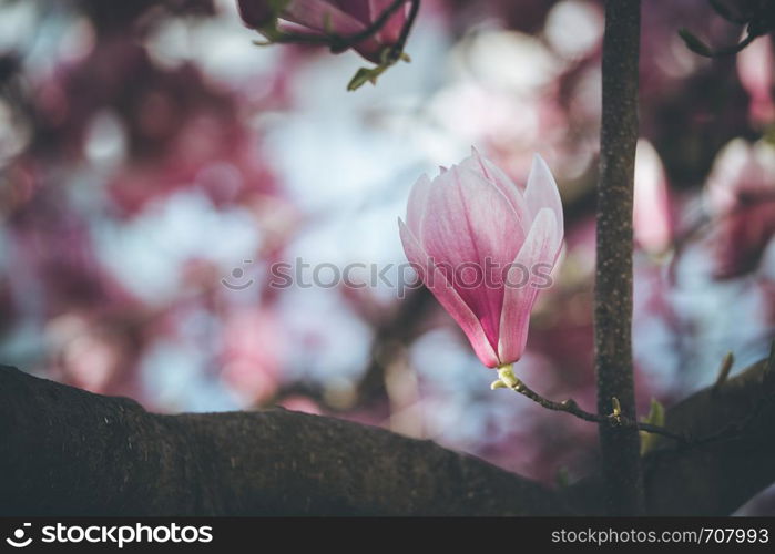 Blooming magnolia tree in spring, pink beautiful blossoms