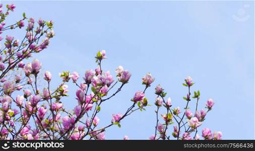 Blooming magnolia tree with pink buds on blue sky background. Blooming magnolia tree