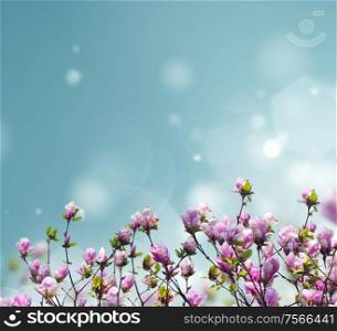Blooming magnolia tree with pink buds on blue sky background with copy space. Blooming magnolia tree