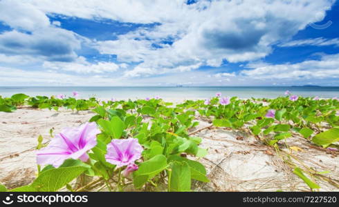 Blooming Morning Glory flowers on a tropical beach on sunny summer, bright clouds and light blue sky in the backgrounds. Focus on Morning Glory flowers.