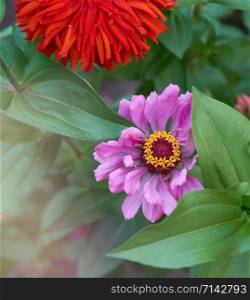 blooming multicolored flowers zinnia summer day, top view