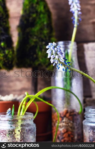 Blooming Muscari coeruleum. The sprouted sprouts of spring hyacinths in glass jars.Selective focus.